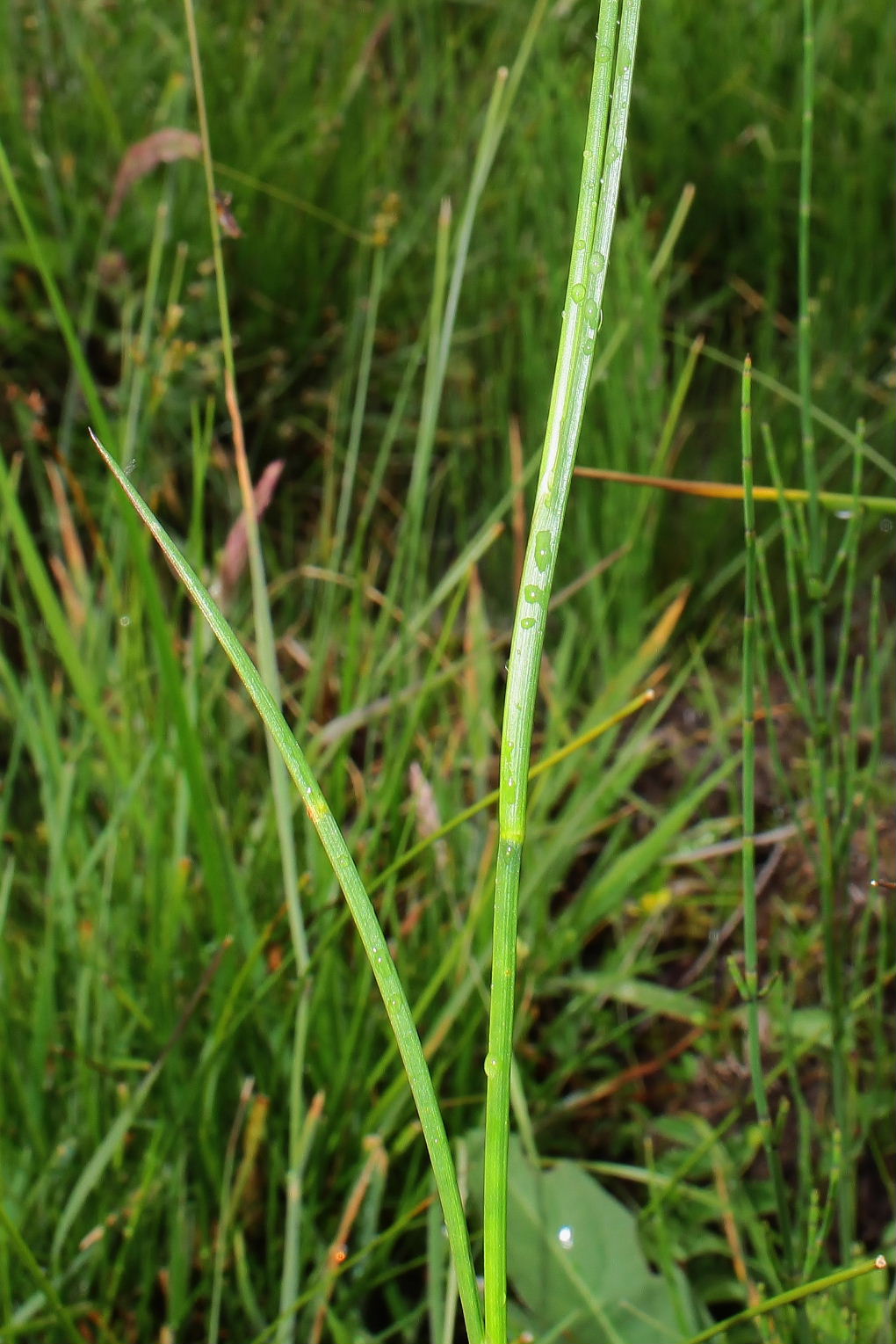 Juncus articulatus